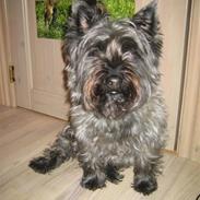 Cairn terrier rico