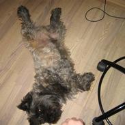 Cairn terrier rico