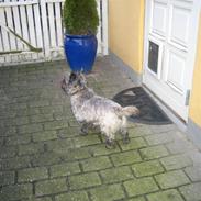 Cairn terrier rico