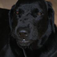 Labrador retriever Kiwi