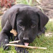 Labrador retriever Kiwi