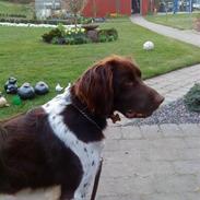 Kleiner münsterländer simba.