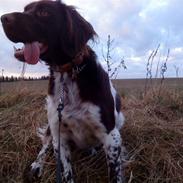 Kleiner münsterländer simba.