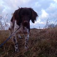 Kleiner münsterländer simba.