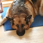 Schæferhund sasha R.I.P