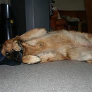 Schæferhund sasha R.I.P