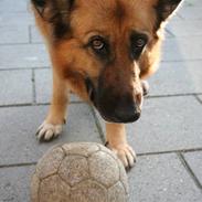 Schæferhund sasha R.I.P