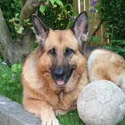 Schæferhund sasha R.I.P