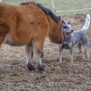 Australsk cattledog Chantal - Sweet Azurs