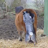 Australsk cattledog Chantal - Sweet Azurs