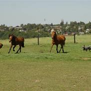 Australsk cattledog Chantal - Sweet Azurs