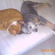 Australsk cattledog Chantal - Sweet Azurs