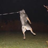 Australsk cattledog Chantal - Sweet Azurs