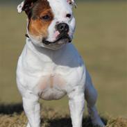 Staffordshire bull terrier Ashlan