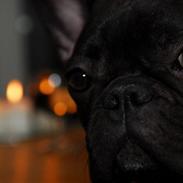 Fransk bulldog Viola