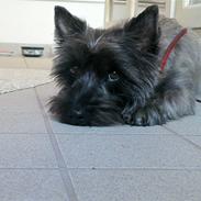 Cairn terrier Cille 