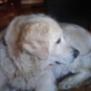 Golden retriever Jessie