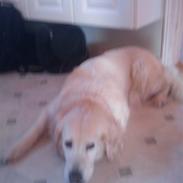 Golden retriever Jessie