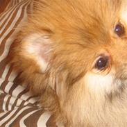 Pomeranian Simba.. 