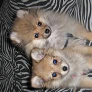 Pomeranian Simba.. 