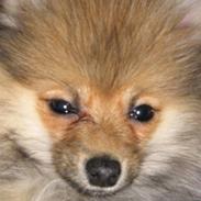 Pomeranian Simba.. 