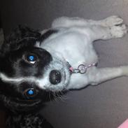 Dansk svensk gaardhund Mollie