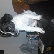 Dansk svensk gaardhund Mollie