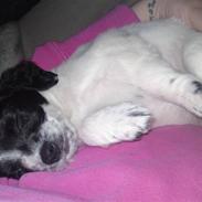 Dansk svensk gaardhund Mollie