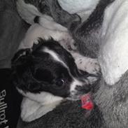 Dansk svensk gaardhund Mollie