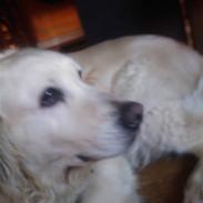 Golden retriever Jessie