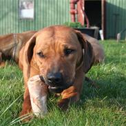 Rhodesian ridgeback Misty