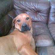 Rhodesian ridgeback Misty