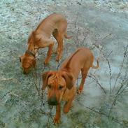 Rhodesian ridgeback Misty