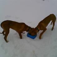 Rhodesian ridgeback Misty
