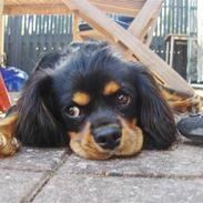 Cavalier king charles spaniel Victor Carlos