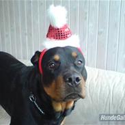 Rottweiler Cæsar