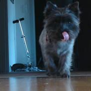 Cairn terrier Cille 
