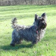 Cairn terrier Cille 