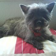 Cairn terrier Cille 