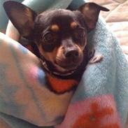 Chihuahua Coco