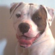 Amerikansk bulldog Kinma (Fyren)