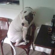 Amerikansk bulldog Kinma (Fyren)