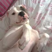 Amerikansk bulldog Kinma (Fyren)