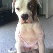 Amerikansk bulldog Kinma (Fyren)