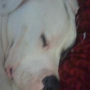 Amerikansk bulldog Kinma (Fyren)