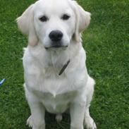 Golden retriever Oscar