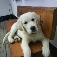 Golden retriever Oscar