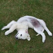 Golden retriever Oscar