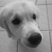 Golden retriever Oscar