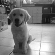 Golden retriever Oscar